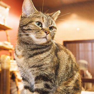 調べるニャー